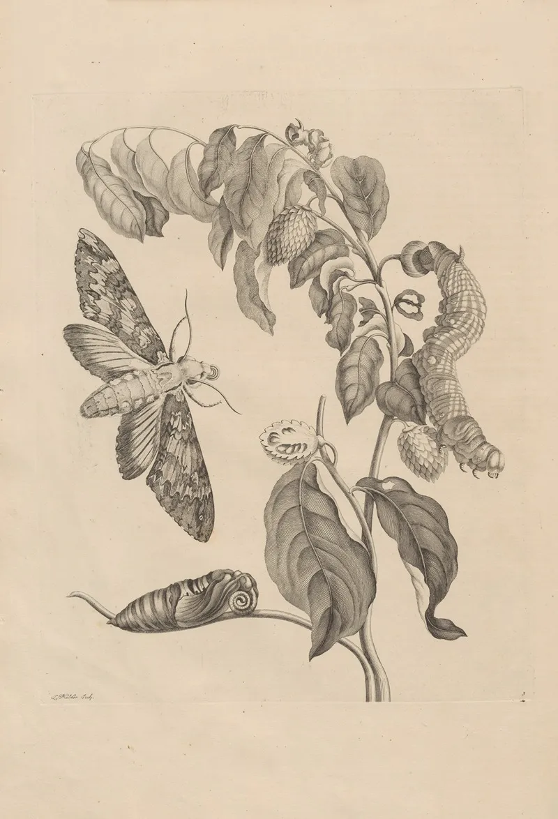 Dissertatio De Generatione Et Metamorphosibus Insectorum Surinamensium Pl 03