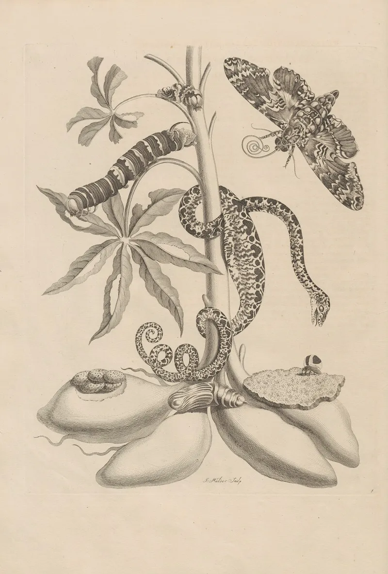 Dissertatio De Generatione Et Metamorphosibus Insectorum Surinamensium Pl 05