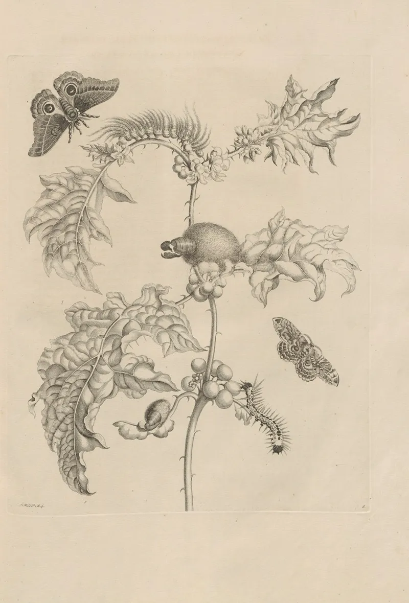 Dissertatio De Generatione Et Metamorphosibus Insectorum Surinamensium Pl 06