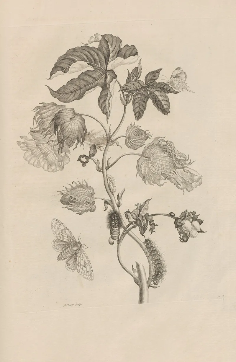 Dissertatio De Generatione Et Metamorphosibus Insectorum Surinamensium Pl 10