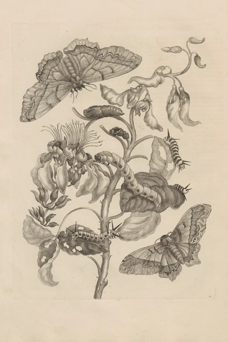 Dissertatio De Generatione Et Metamorphosibus Insectorum Surinamensium Pl 11