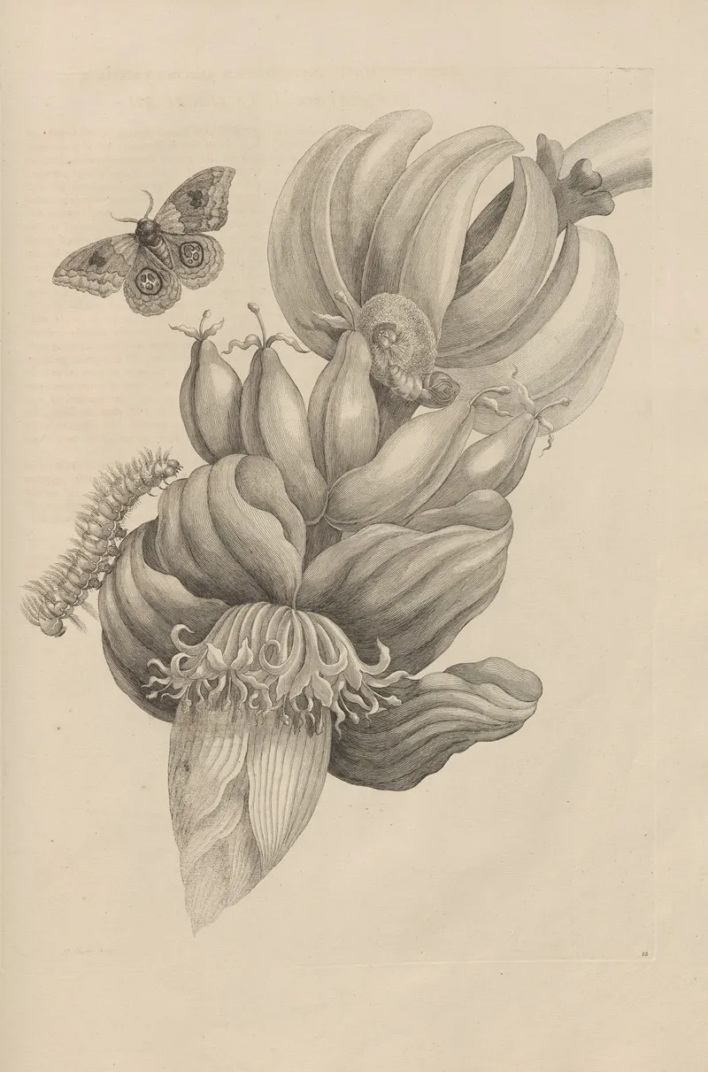Dissertatio De Generatione Et Metamorphosibus Insectorum Surinamensium Pl 12