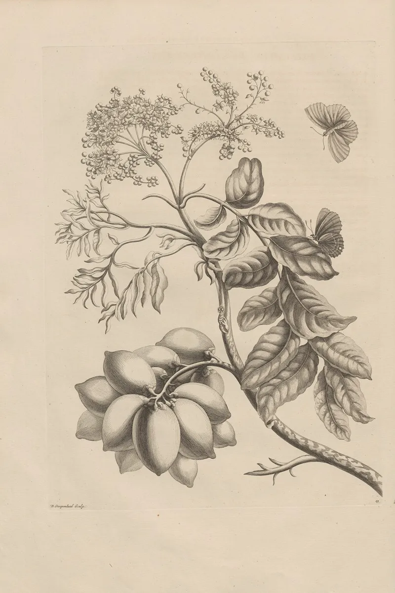 Dissertatio De Generatione Et Metamorphosibus Insectorum Surinamensium Pl 13