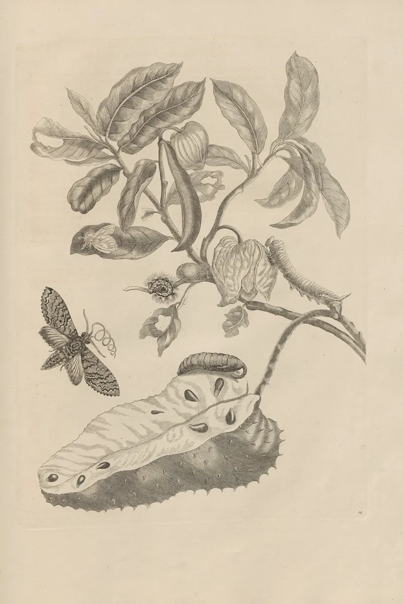 Dissertatio De Generatione Et Metamorphosibus Insectorum Surinamensium Pl 14