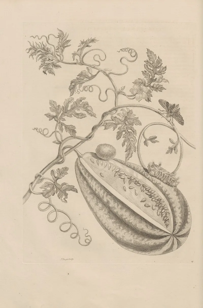 Dissertatio De Generatione Et Metamorphosibus Insectorum Surinamensium Pl 15