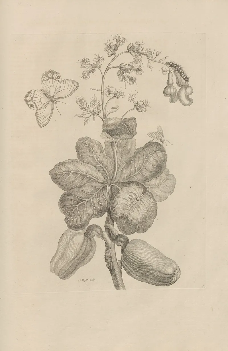 Dissertatio De Generatione Et Metamorphosibus Insectorum Surinamensium Pl 16