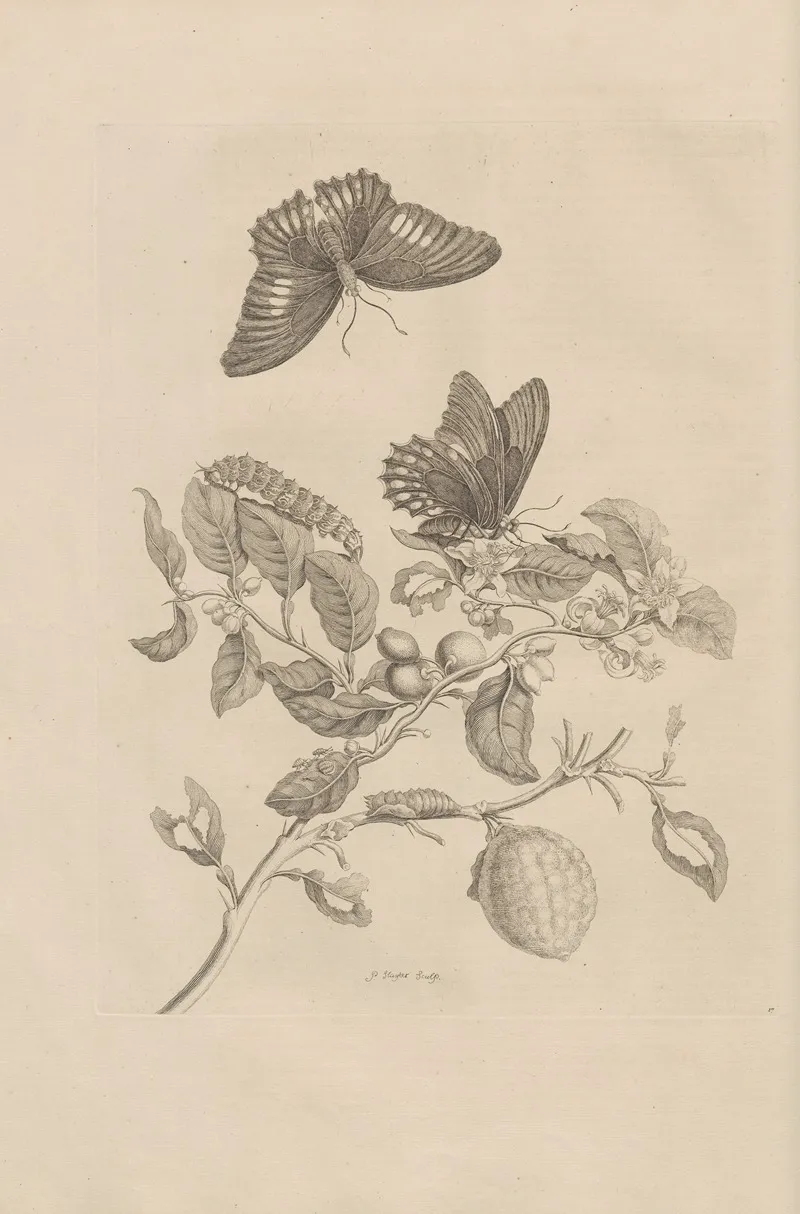 Dissertatio De Generatione Et Metamorphosibus Insectorum Surinamensium Pl 17