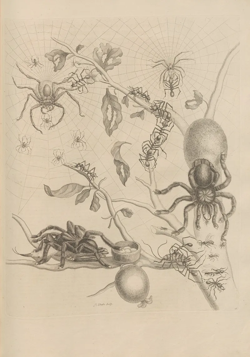 Dissertatio De Generatione Et Metamorphosibus Insectorum Surinamensium Pl 18
