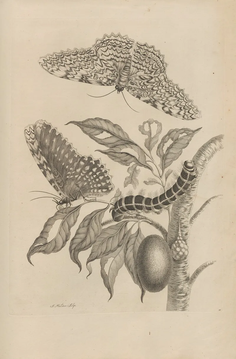 Dissertatio De Generatione Et Metamorphosibus Insectorum Surinamensium Pl 20