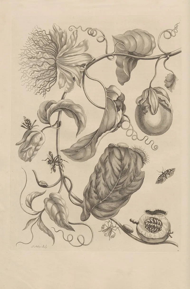 Dissertatio De Generatione Et Metamorphosibus Insectorum Surinamensium Pl 21