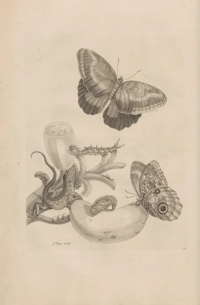 Dissertatio De Generatione Et Metamorphosibus Insectorum Surinamensium Pl 23