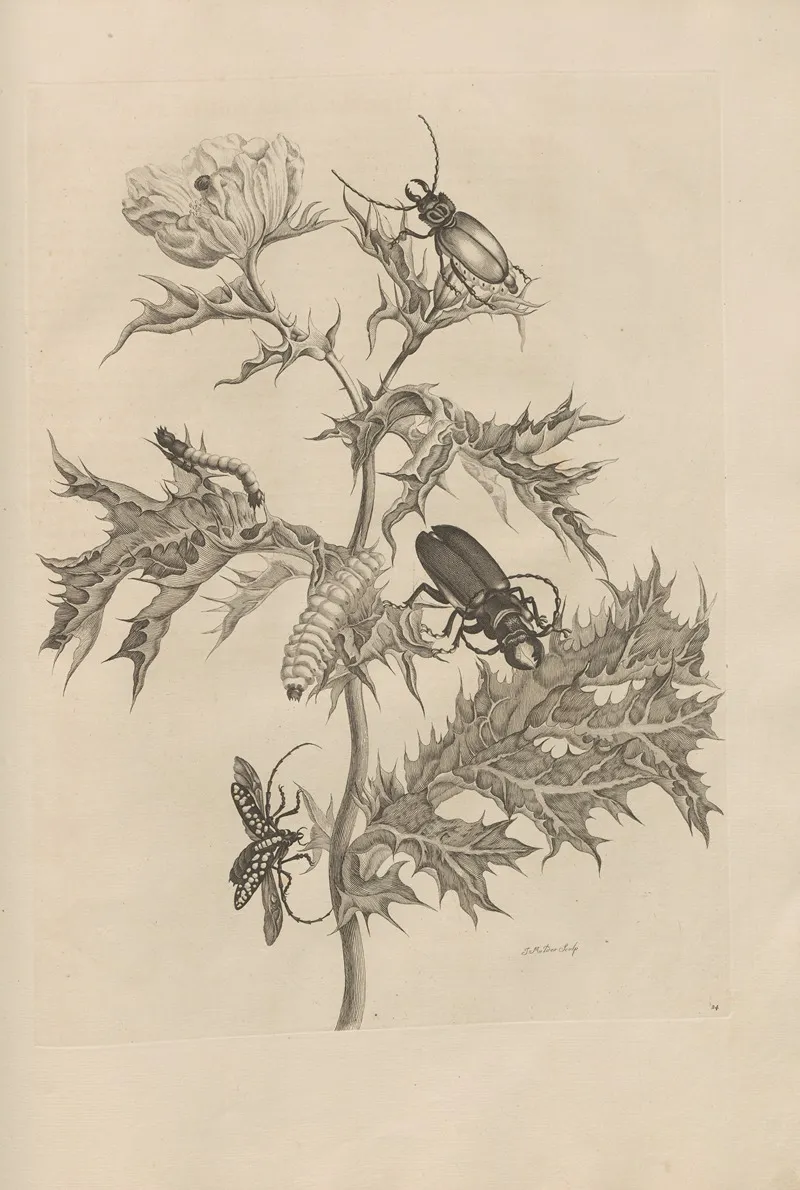Dissertatio De Generatione Et Metamorphosibus Insectorum Surinamensium Pl 24