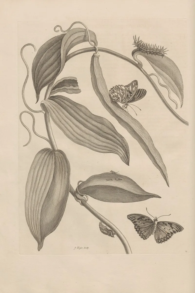 Dissertatio De Generatione Et Metamorphosibus Insectorum Surinamensium Pl 25