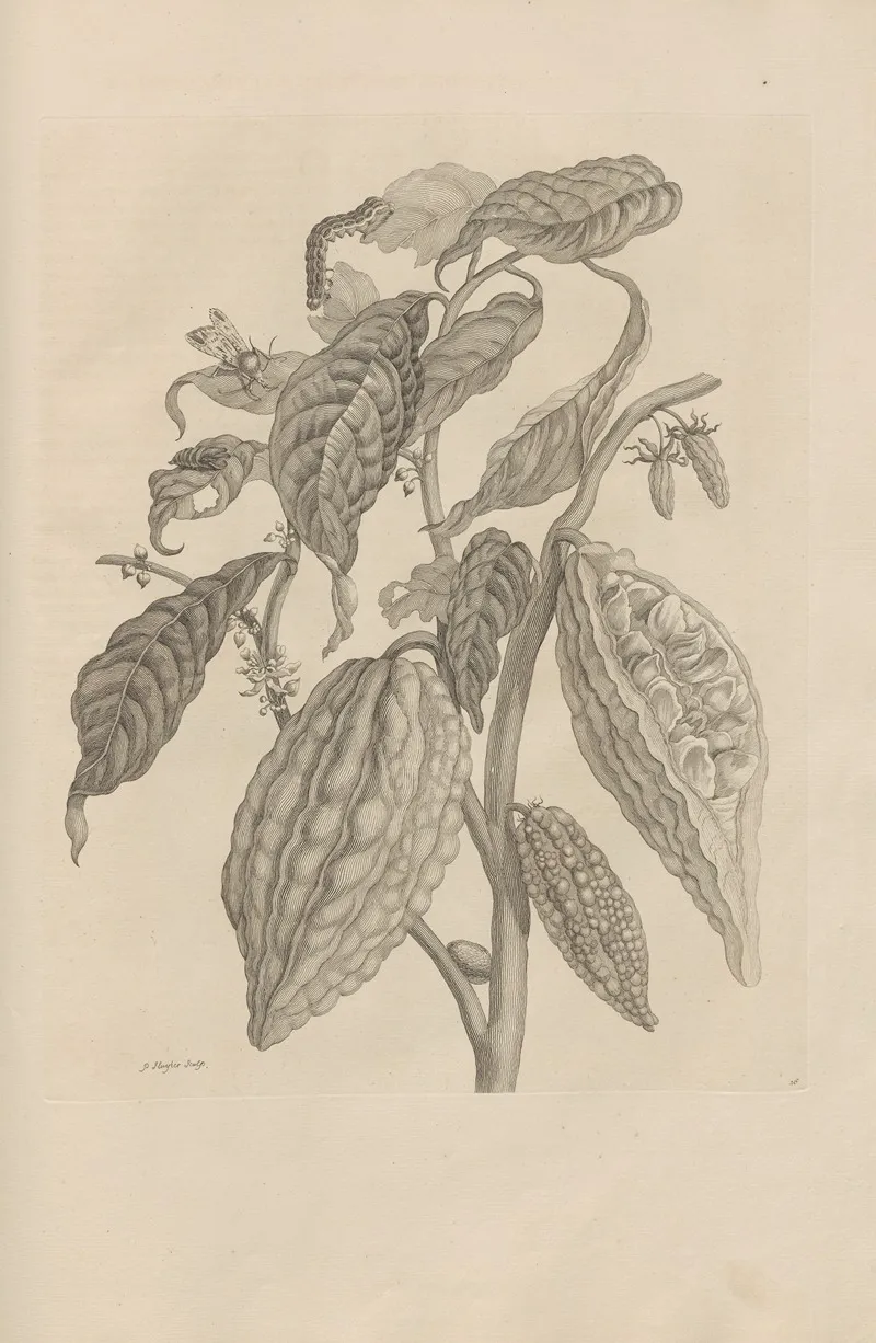 Dissertatio De Generatione Et Metamorphosibus Insectorum Surinamensium Pl 26