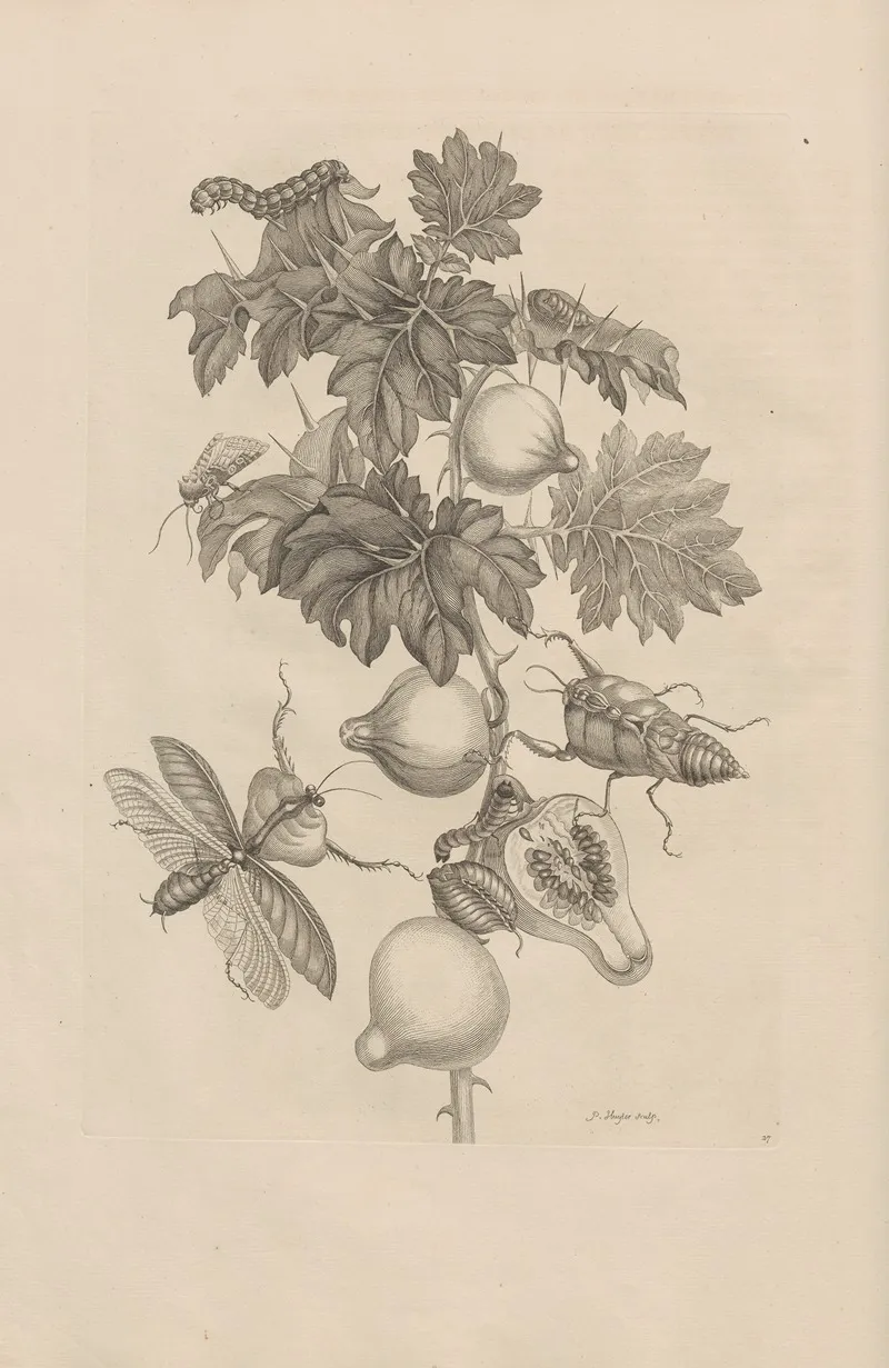 Dissertatio De Generatione Et Metamorphosibus Insectorum Surinamensium Pl 27
