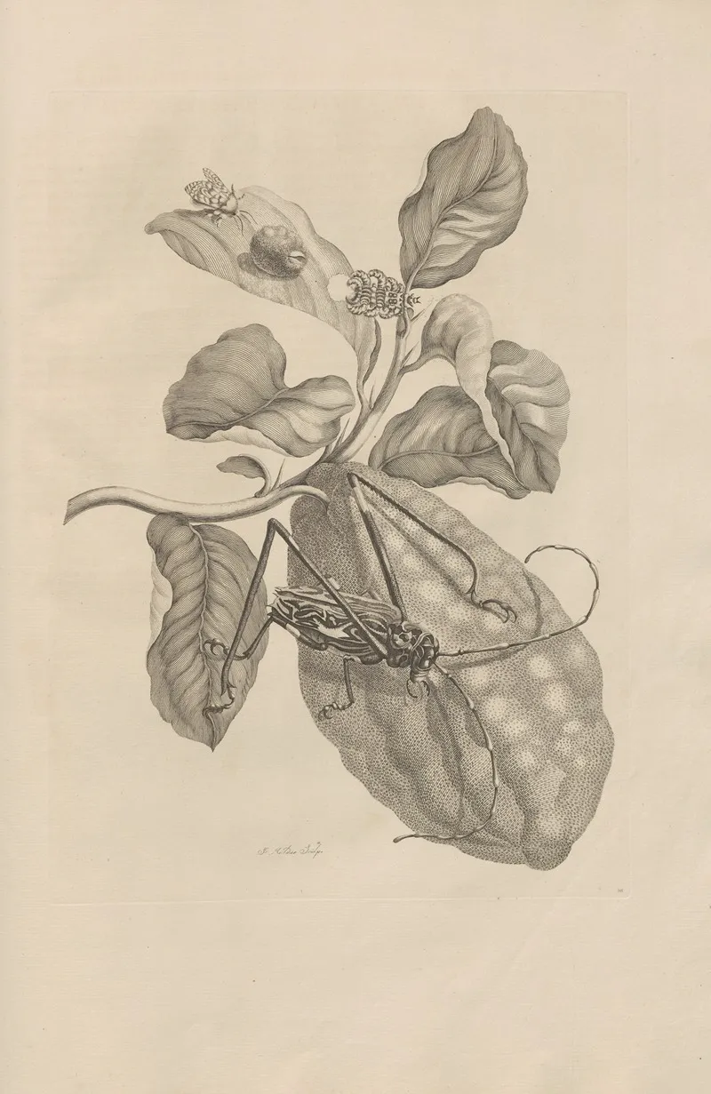 Dissertatio De Generatione Et Metamorphosibus Insectorum Surinamensium Pl 28