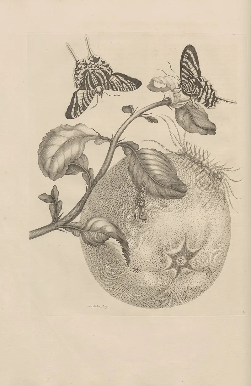 Dissertatio De Generatione Et Metamorphosibus Insectorum Surinamensium Pl 29