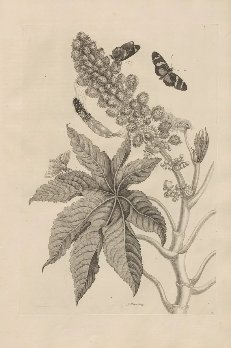 Dissertatio De Generatione Et Metamorphosibus Insectorum Surinamensium Pl 30