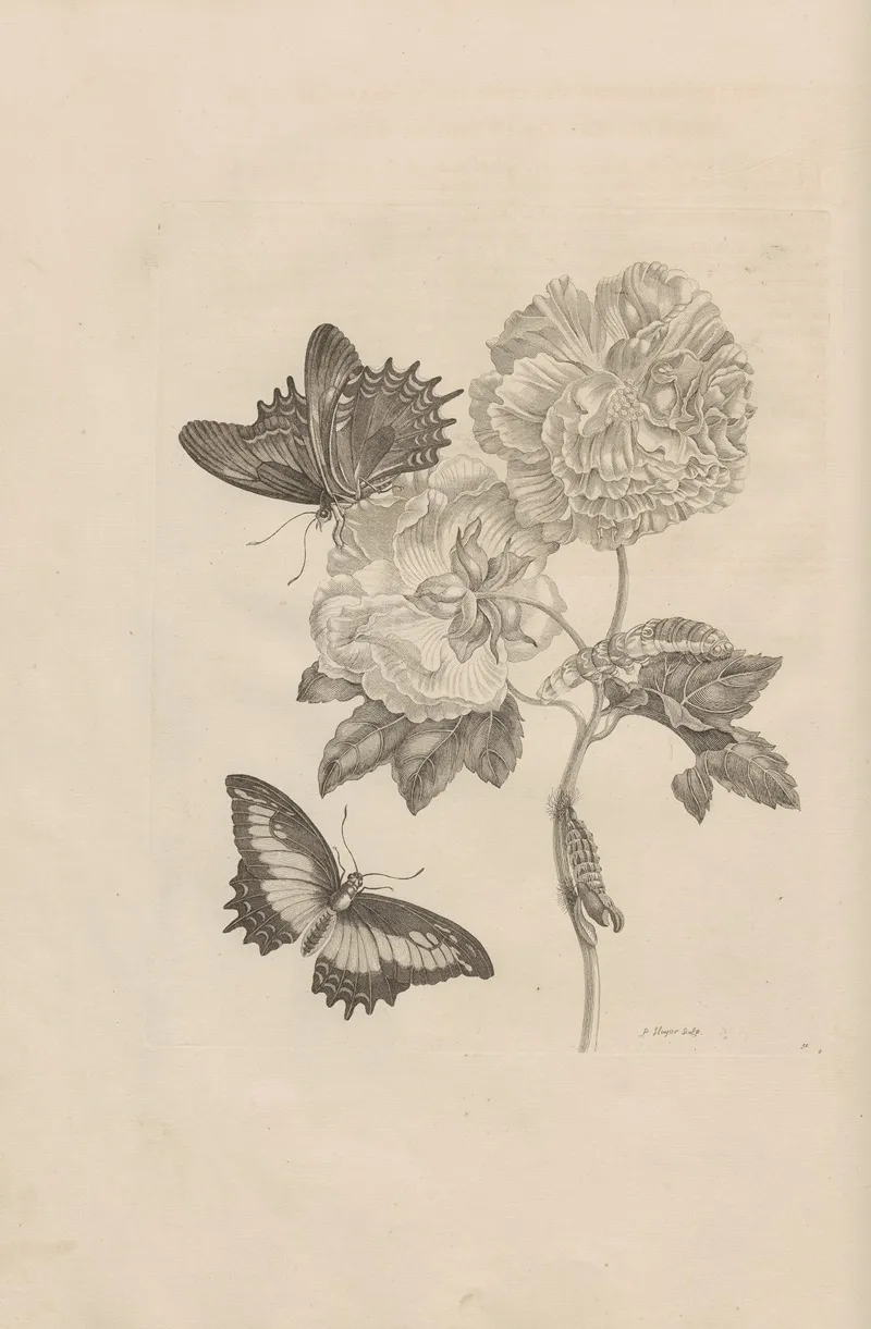 Dissertatio De Generatione Et Metamorphosibus Insectorum Surinamensium Pl 31