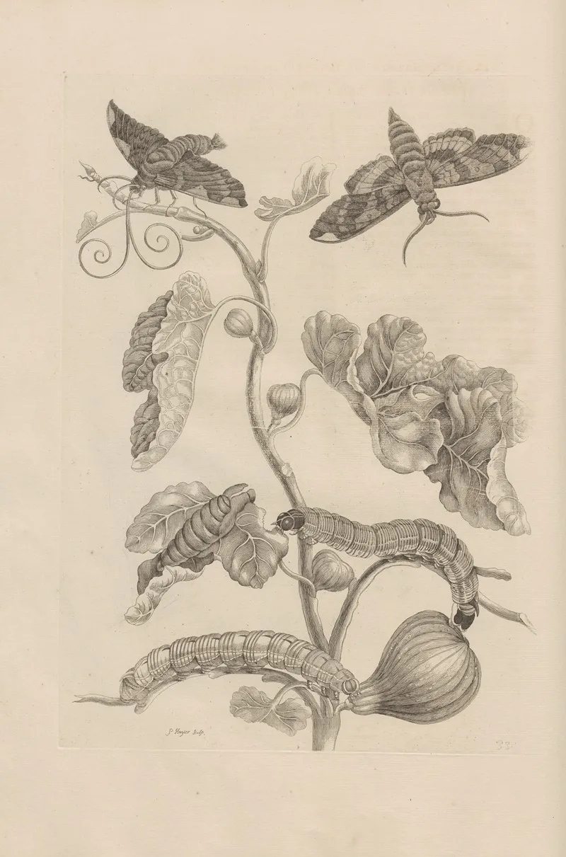 Dissertatio De Generatione Et Metamorphosibus Insectorum Surinamensium Pl 33