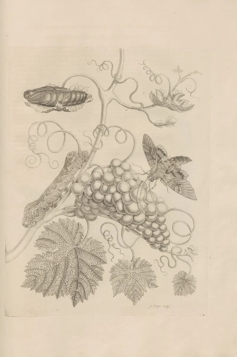 Dissertatio De Generatione Et Metamorphosibus Insectorum Surinamensium Pl 34