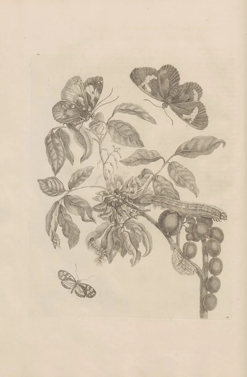 Dissertatio De Generatione Et Metamorphosibus Insectorum Surinamensium Pl 35