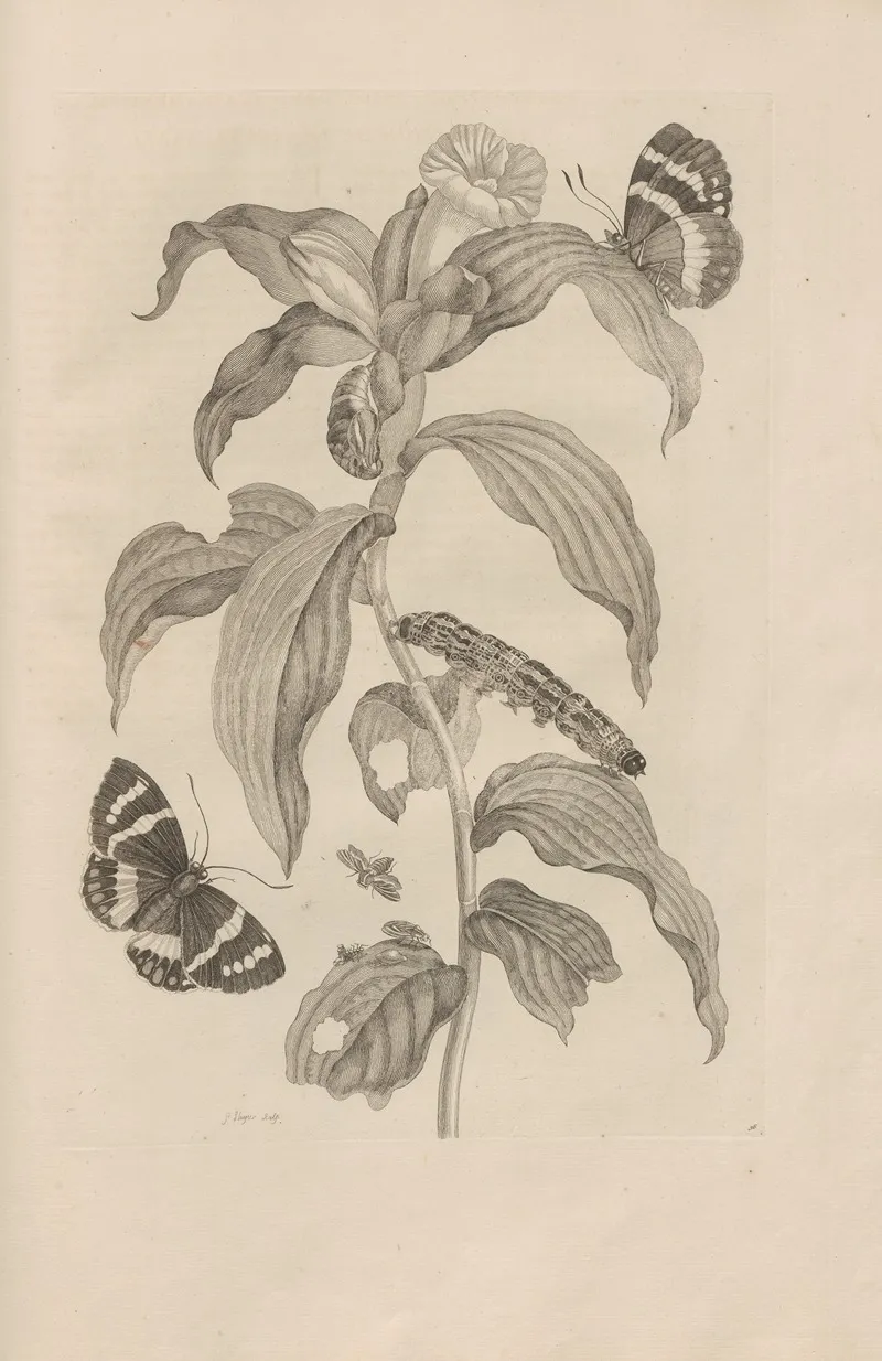Dissertatio De Generatione Et Metamorphosibus Insectorum Surinamensium Pl 36