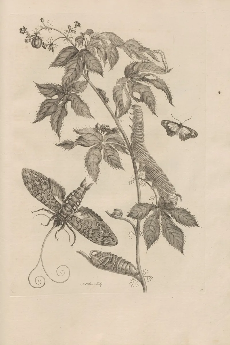 Dissertatio De Generatione Et Metamorphosibus Insectorum Surinamensium Pl 38