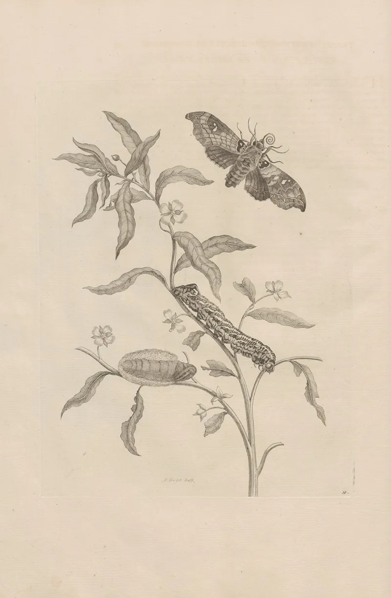 Dissertatio De Generatione Et Metamorphosibus Insectorum Surinamensium Pl 39