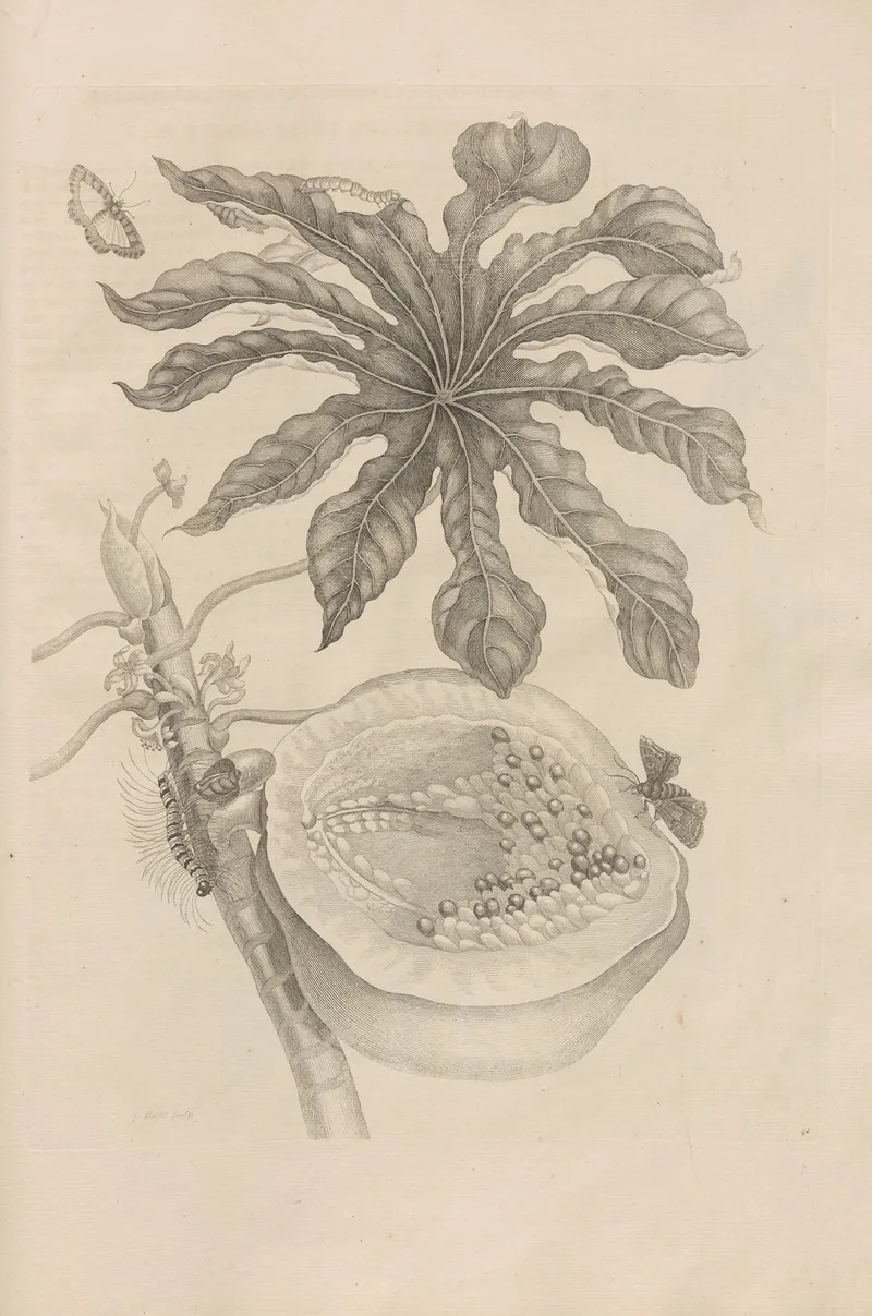 Dissertatio De Generatione Et Metamorphosibus Insectorum Surinamensium Pl 40