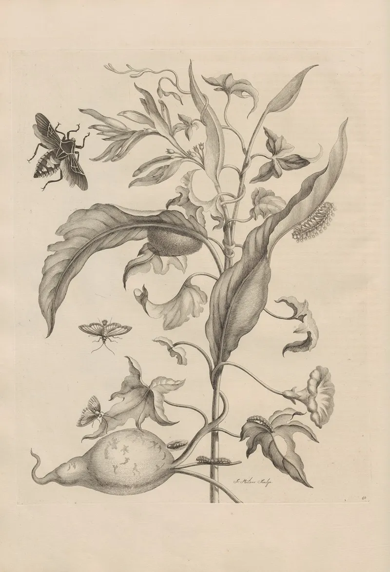 Dissertatio De Generatione Et Metamorphosibus Insectorum Surinamensium Pl 41