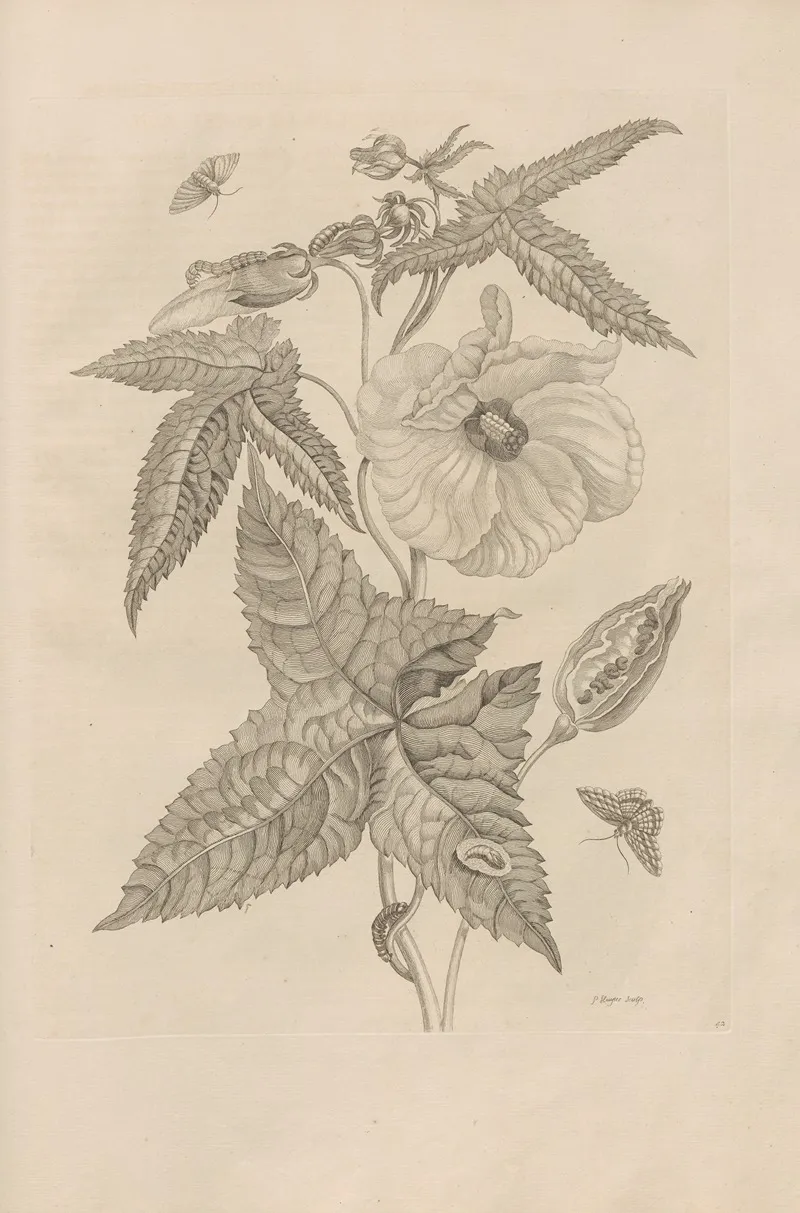 Dissertatio De Generatione Et Metamorphosibus Insectorum Surinamensium Pl 42
