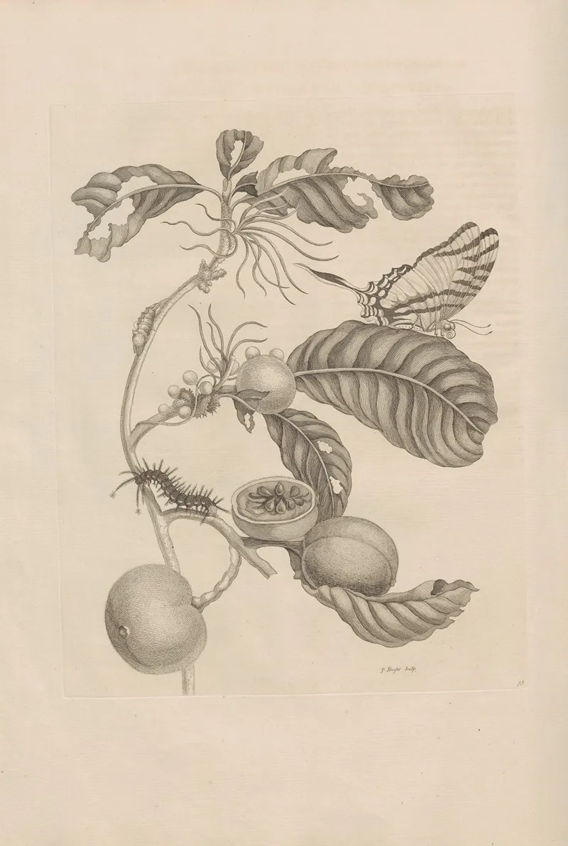Dissertatio De Generatione Et Metamorphosibus Insectorum Surinamensium Pl 43