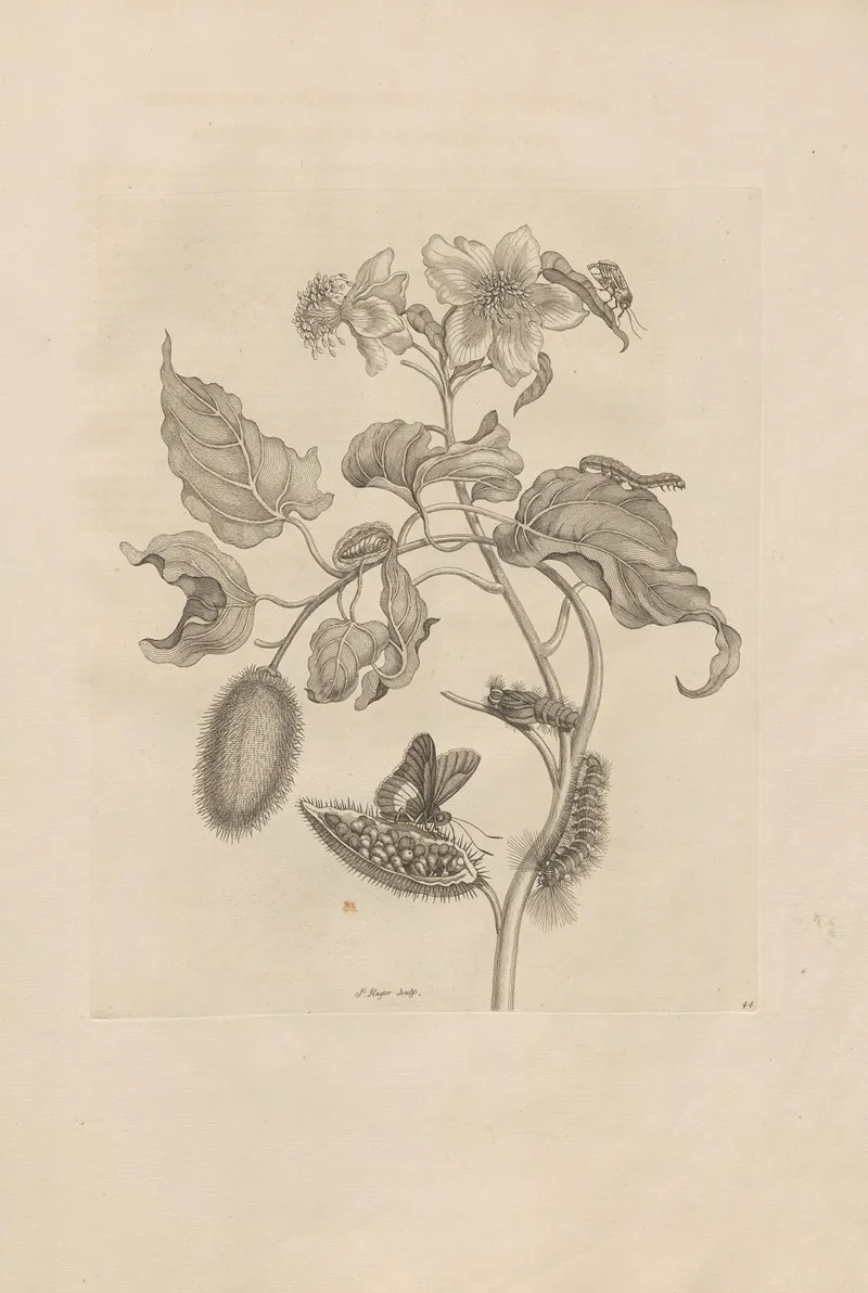 Dissertatio De Generatione Et Metamorphosibus Insectorum Surinamensium Pl 44