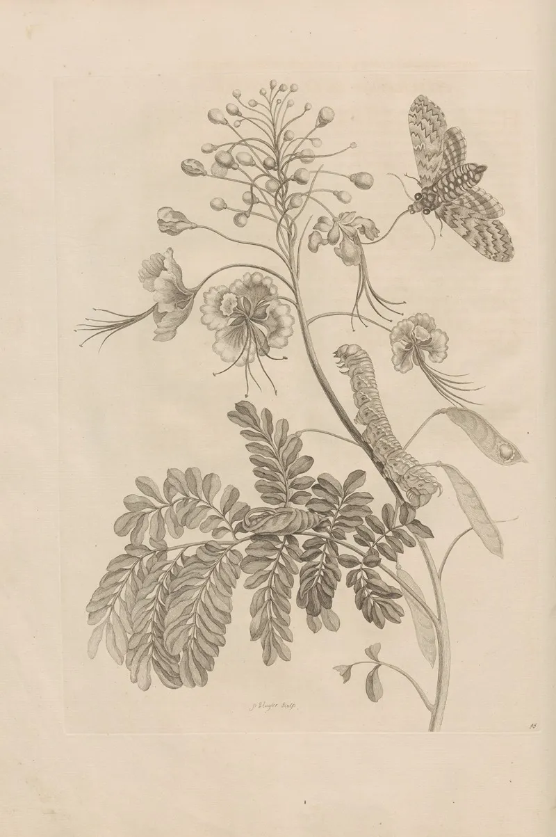 Dissertatio De Generatione Et Metamorphosibus Insectorum Surinamensium Pl 45
