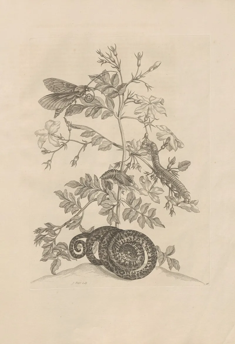 Dissertatio De Generatione Et Metamorphosibus Insectorum Surinamensium Pl 46