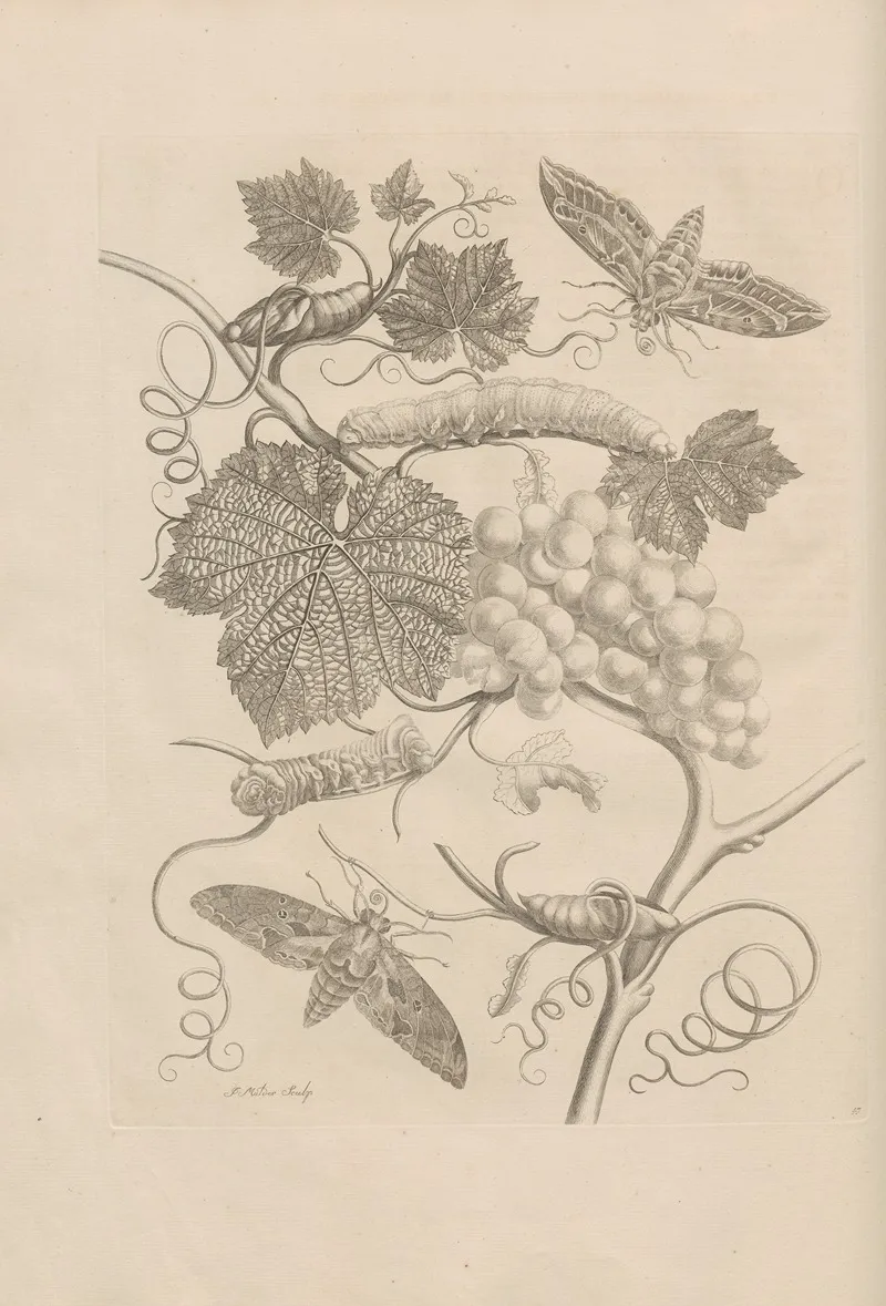 Dissertatio De Generatione Et Metamorphosibus Insectorum Surinamensium Pl 47
