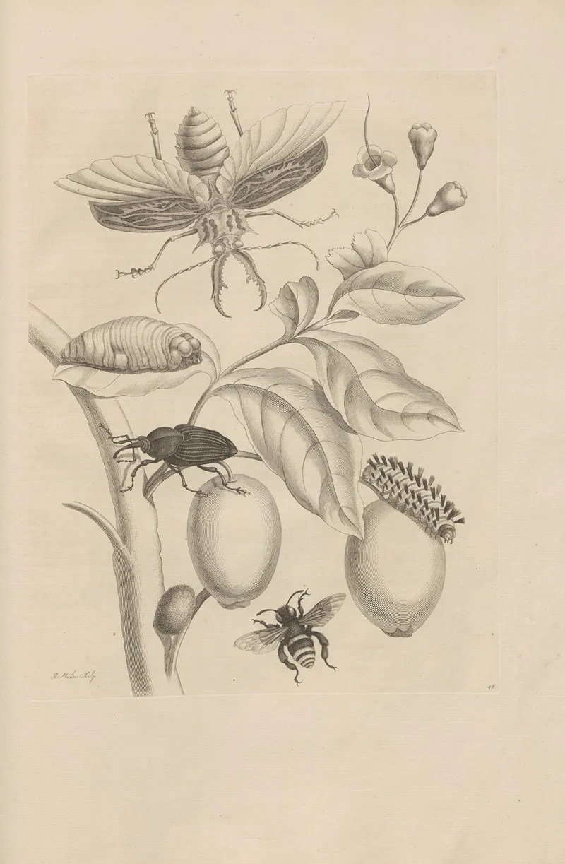 Dissertatio De Generatione Et Metamorphosibus Insectorum Surinamensium Pl 48