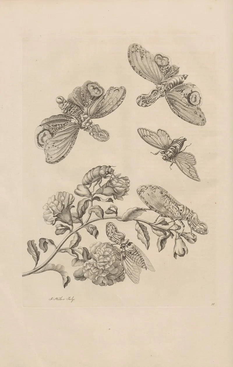 Dissertatio De Generatione Et Metamorphosibus Insectorum Surinamensium Pl 49