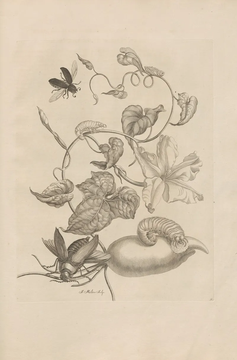 Dissertatio De Generatione Et Metamorphosibus Insectorum Surinamensium Pl 50