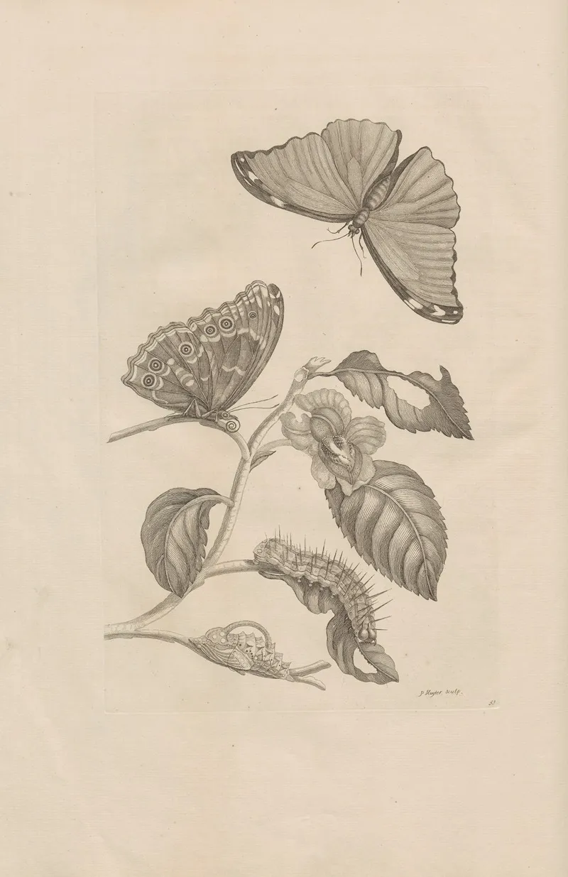 Dissertatio De Generatione Et Metamorphosibus Insectorum Surinamensium Pl 53