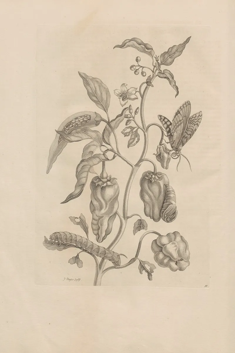 Dissertatio De Generatione Et Metamorphosibus Insectorum Surinamensium Pl 55