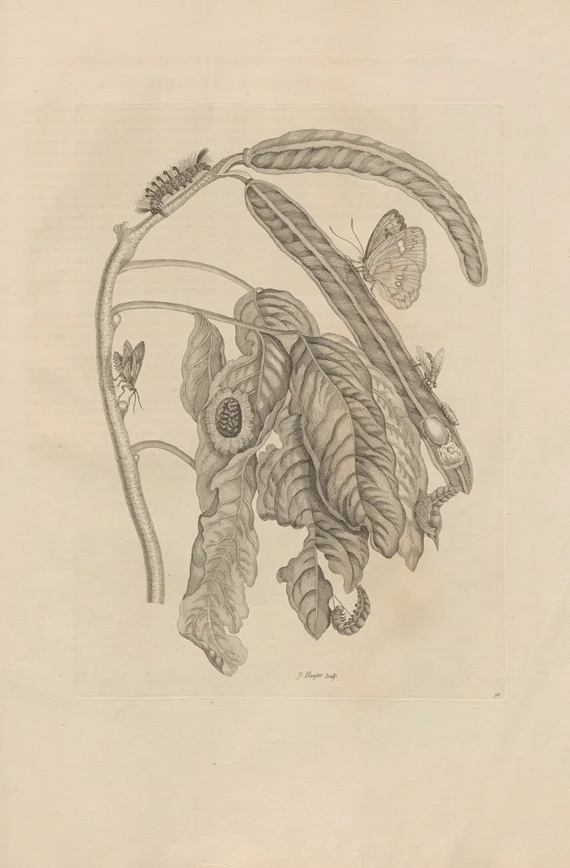 Dissertatio De Generatione Et Metamorphosibus Insectorum Surinamensium Pl 58