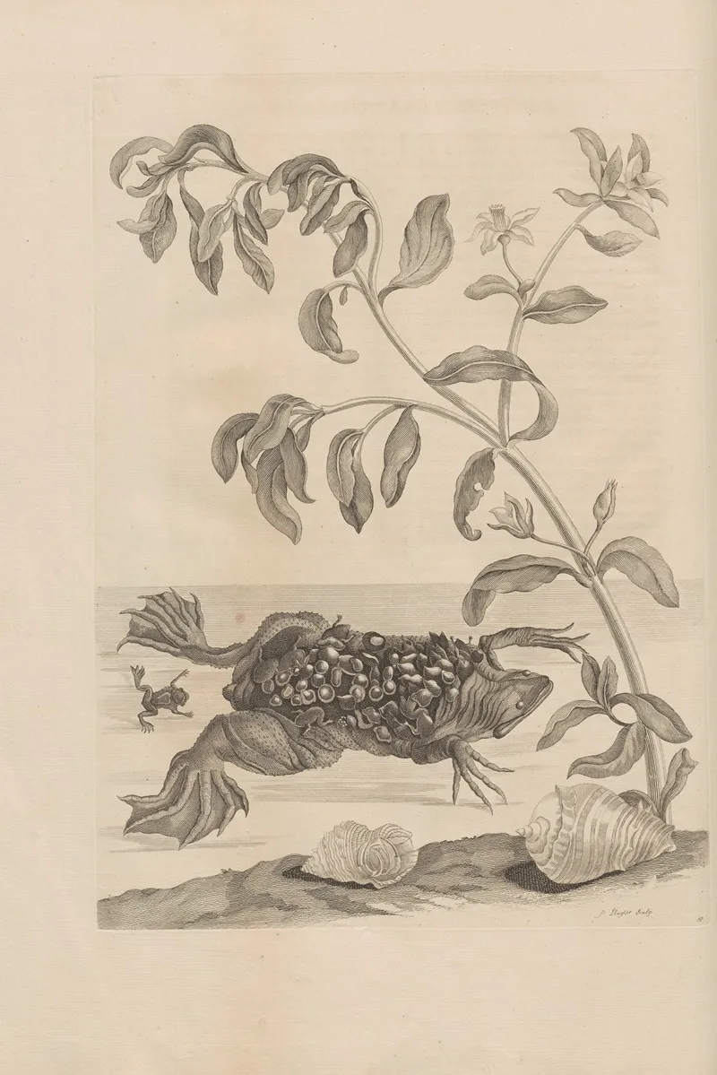 Dissertatio De Generatione Et Metamorphosibus Insectorum Surinamensium Pl 59