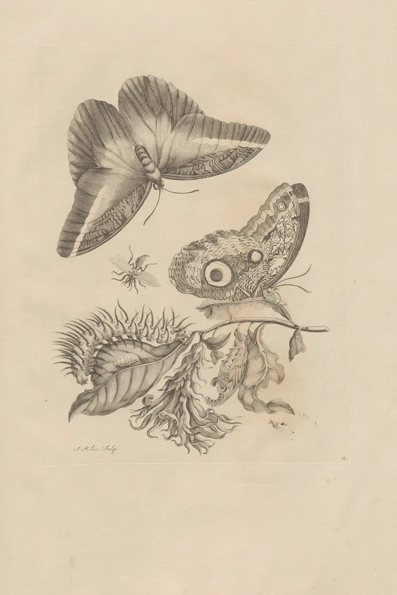 Dissertatio De Generatione Et Metamorphosibus Insectorum Surinamensium Pl 60