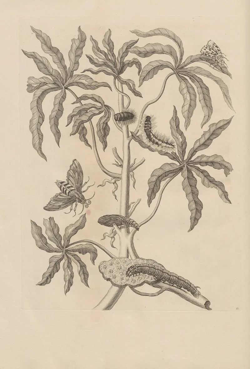 Dissertatio De Generatione Et Metamorphosibus Insectorum Surinamensium Pl 61
