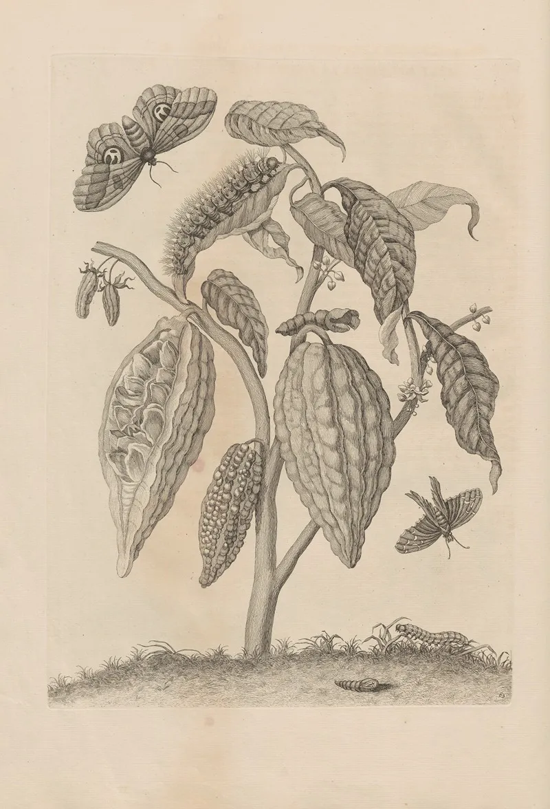 Dissertatio De Generatione Et Metamorphosibus Insectorum Surinamensium Pl 63