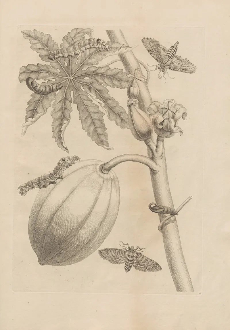 Dissertatio De Generatione Et Metamorphosibus Insectorum Surinamensium Pl 64