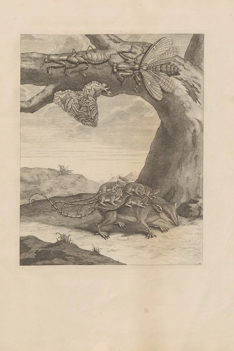 Dissertatio De Generatione Et Metamorphosibus Insectorum Surinamensium Pl 66