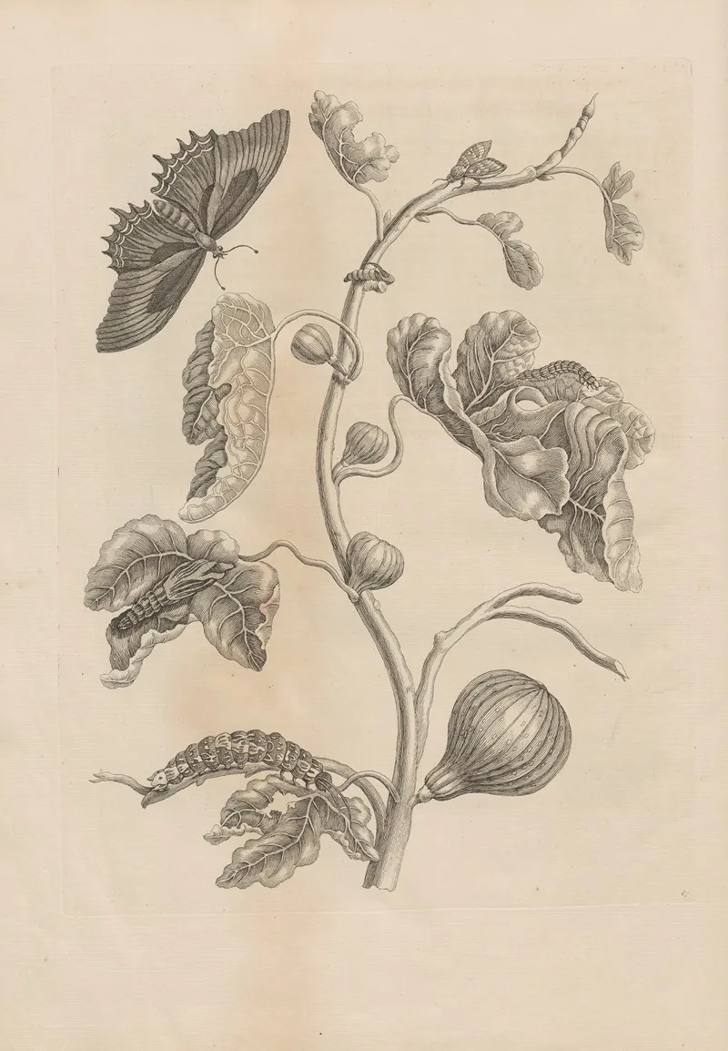 Dissertatio De Generatione Et Metamorphosibus Insectorum Surinamensium Pl 67
